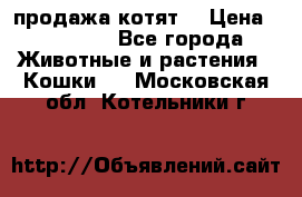 продажа котят  › Цена ­ 15 000 - Все города Животные и растения » Кошки   . Московская обл.,Котельники г.